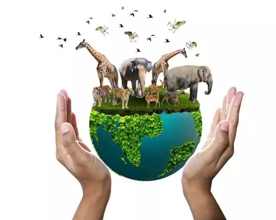 Molded Fiber Packaging